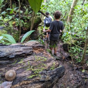 Bosque de Caobas - Campamento Guajataka