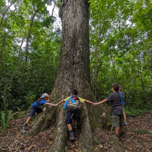 Bosque de Caobas - Campamento Guajataka